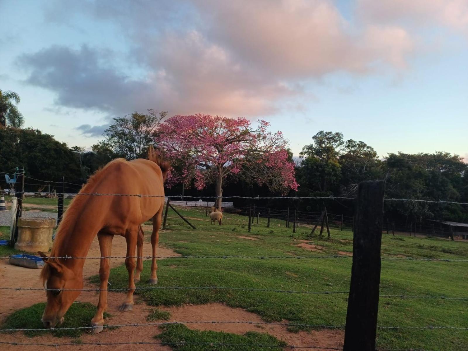 Pousada Sitio Da Terra E Arte São Roque Exterior foto